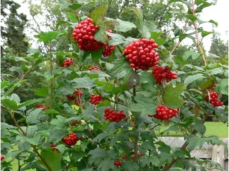 Ramo di mirtillo rosso