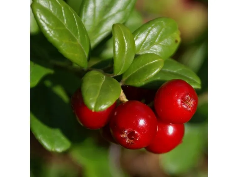 frutti mirtillo rosso