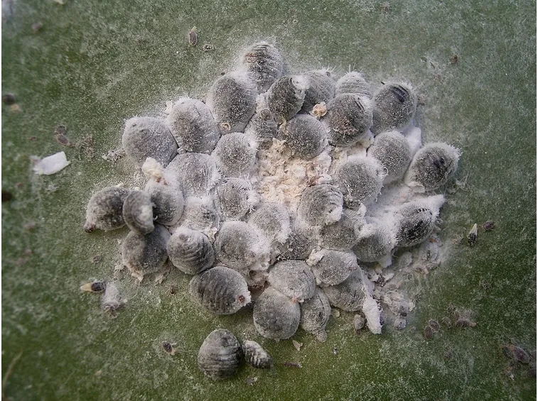 Infestazione cocciniglia farinosa