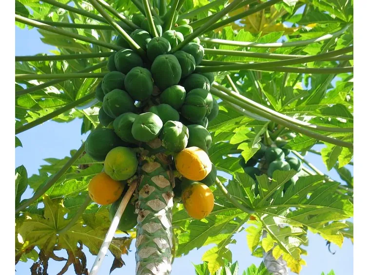Papaye in processo di maturazione