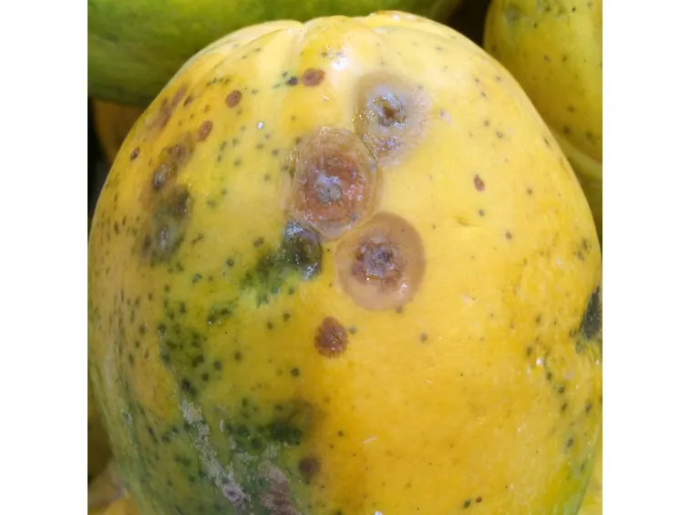 Papaya antracnosi