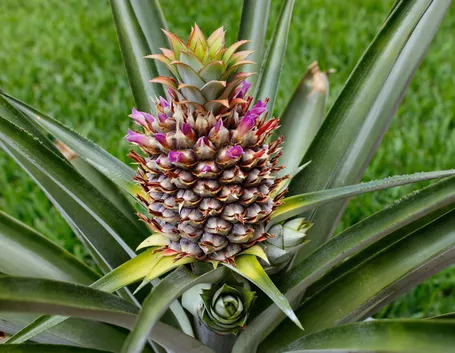 infruttescenza della pianta dell'ananas