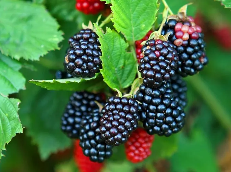 Frutti raccolta
