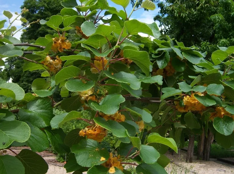 piante di kiwi