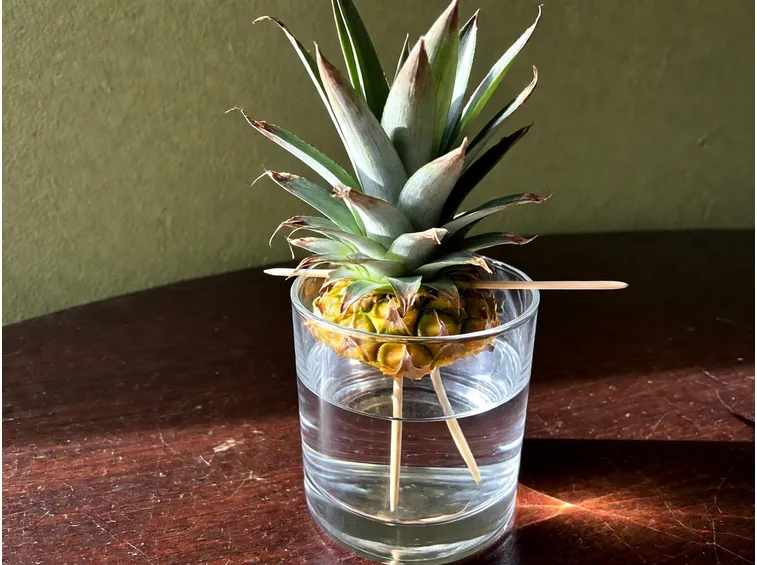 La corona dell'ananas appena invasata