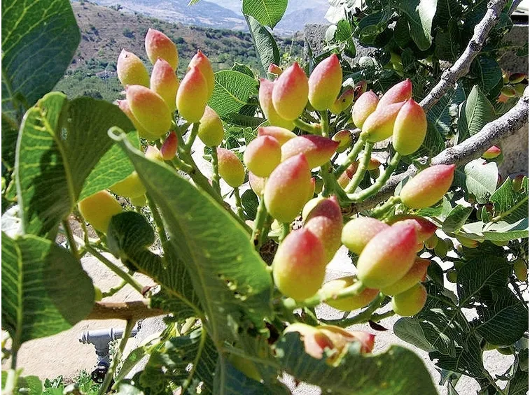 Coltivazione pistacia vera