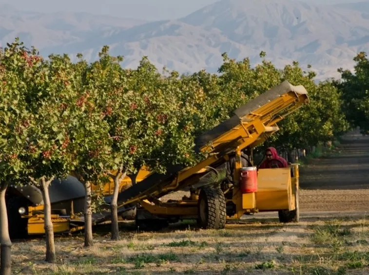 Frutta secca guscio