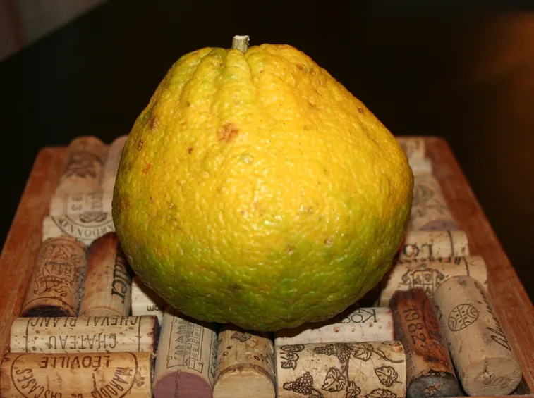 Pompelmo ugli
