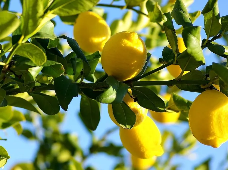 pianta limoni
