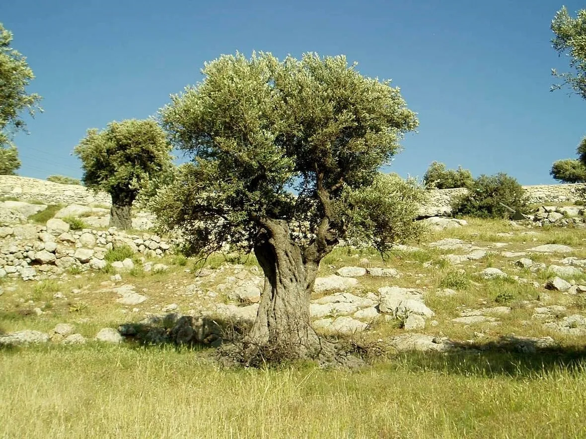 Albero di ulivo