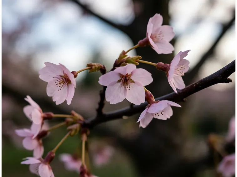 fiori di ciliegio