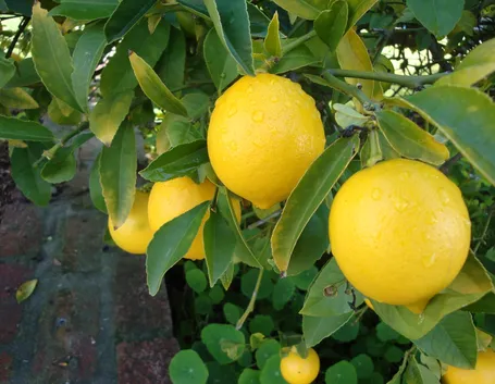 Albero limoni frutti