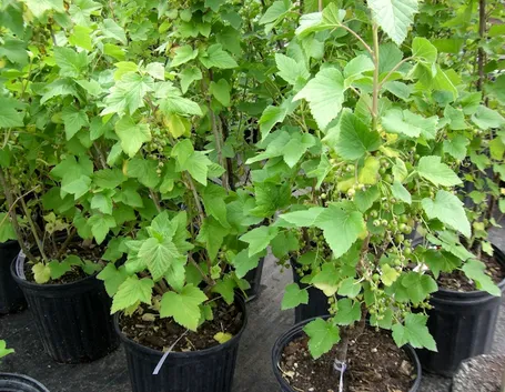 Pianta ribes