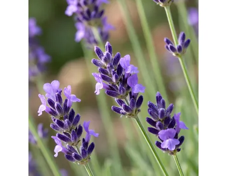 lavanda