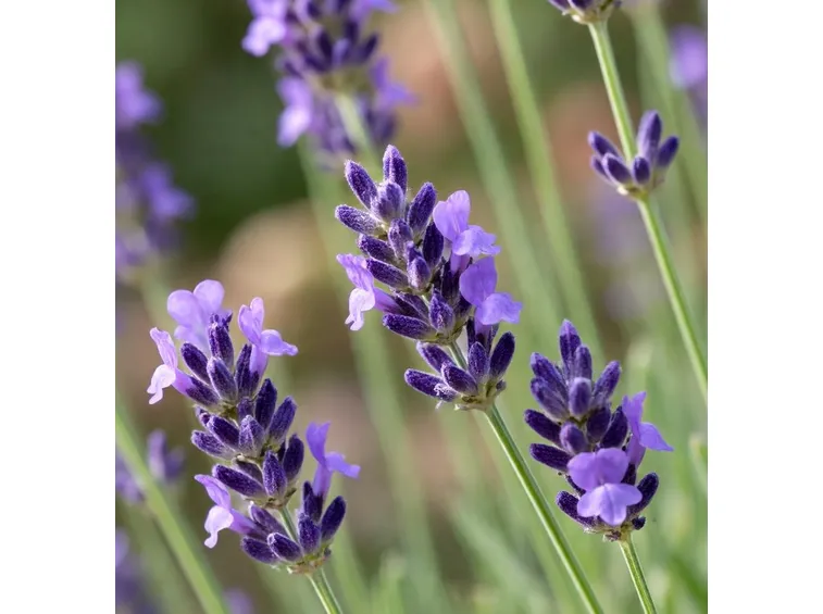 lavanda