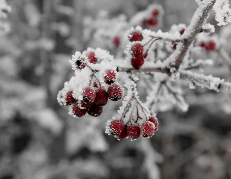 piante da frutto neve
