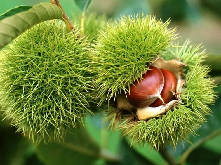 pianta di castagno