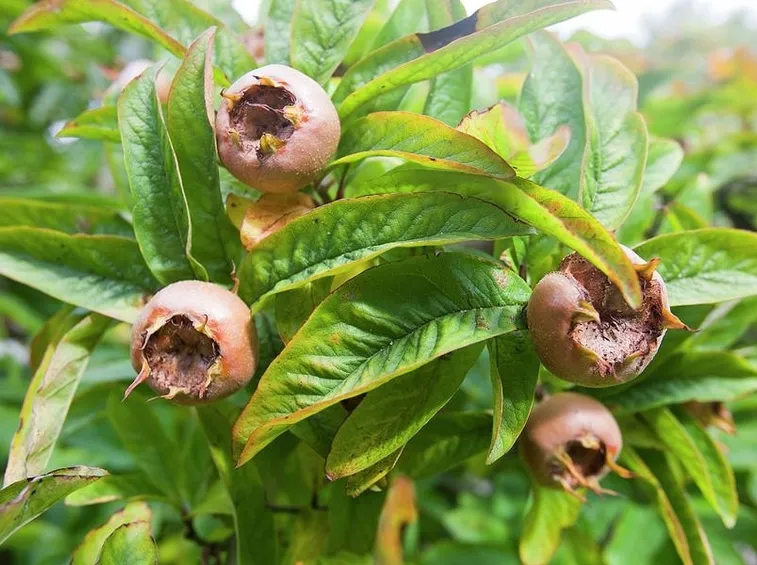 pianta di nespole
