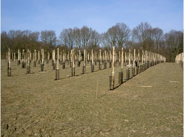 piantagione alberi da frutto