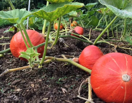 zucca