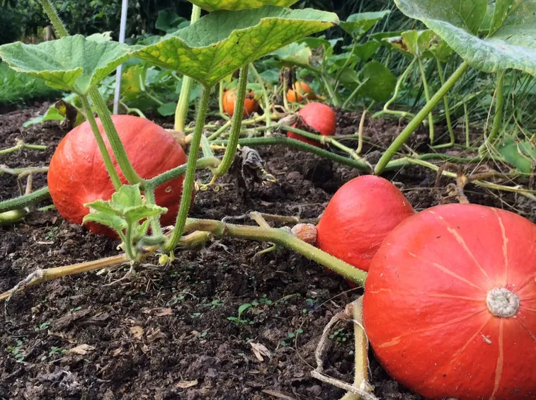 zucca