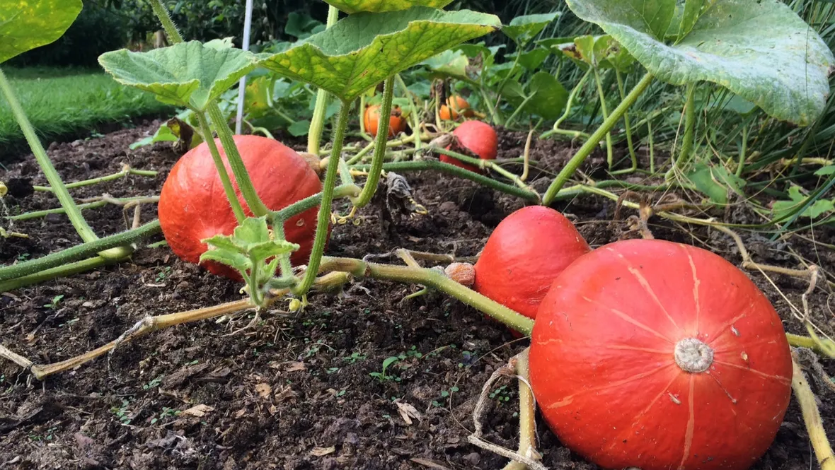 zucca
