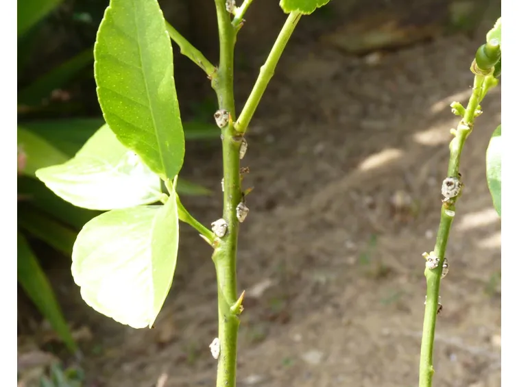 limone