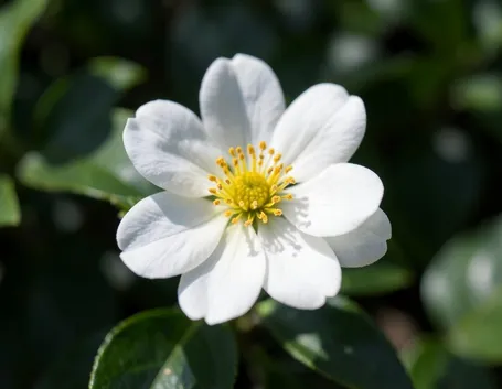 limone