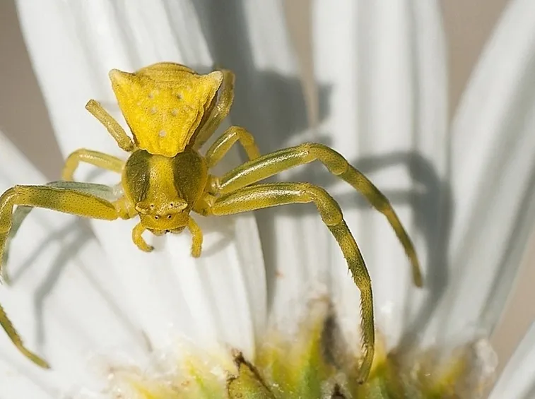 Ragnetto giallo