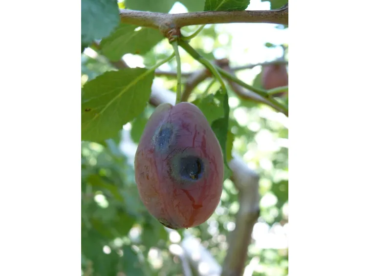 Xanthomonas arboricola nel susino