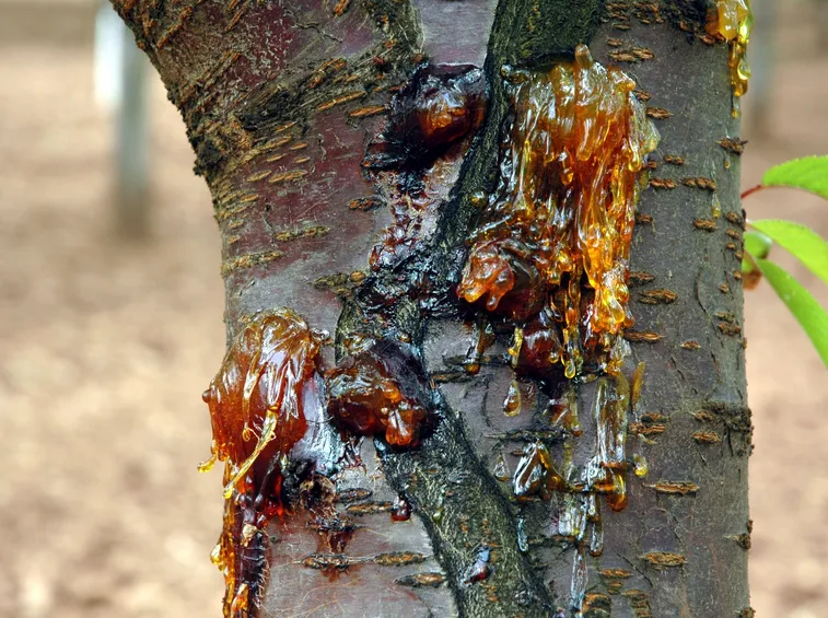 Gommosi batterica del ciliegio