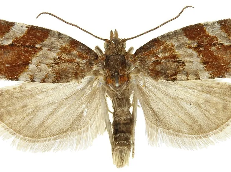 Maschio di eulia