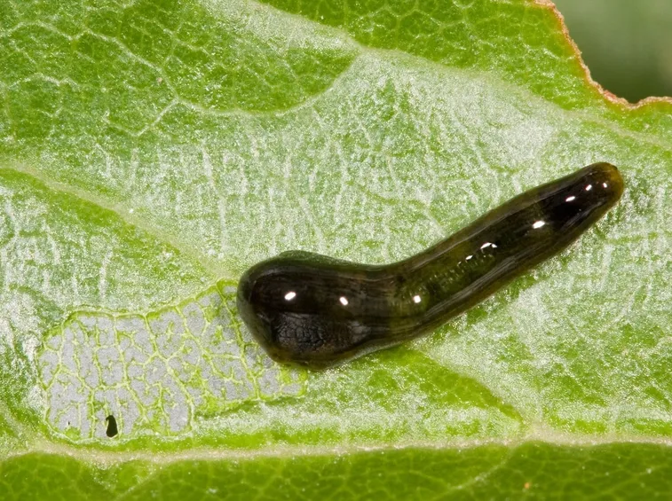 larva della limacina