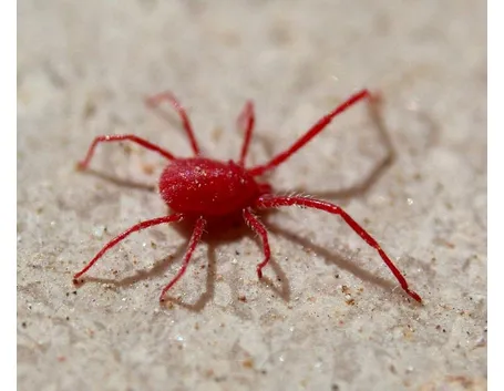ragnetto rosso comune