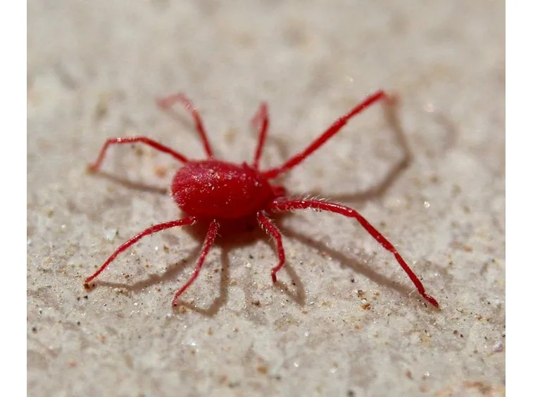 ragnetto rosso comune