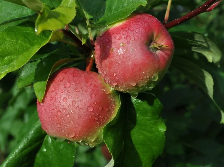 frutto del melo
