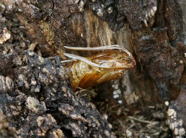 Crisalide di Sesia