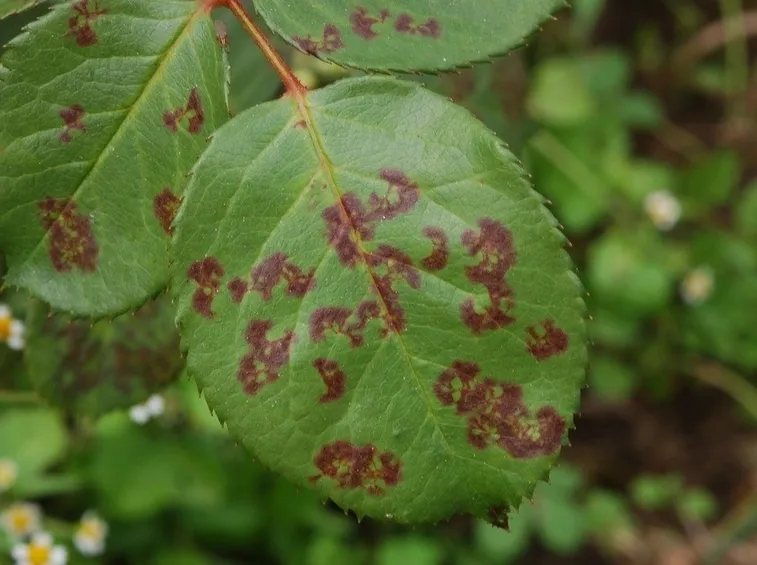 Macchie di ticchiolatura sulle foglie