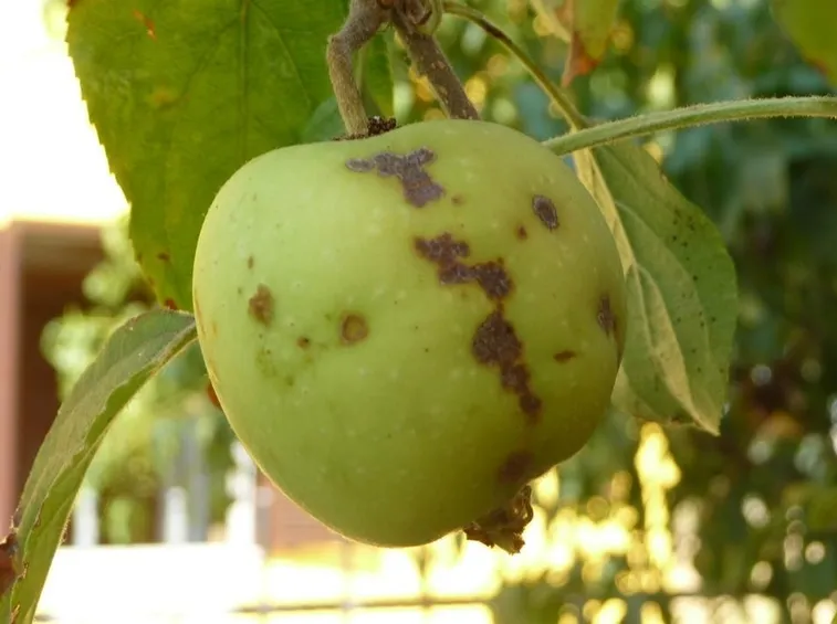 ticchiolatura della mela