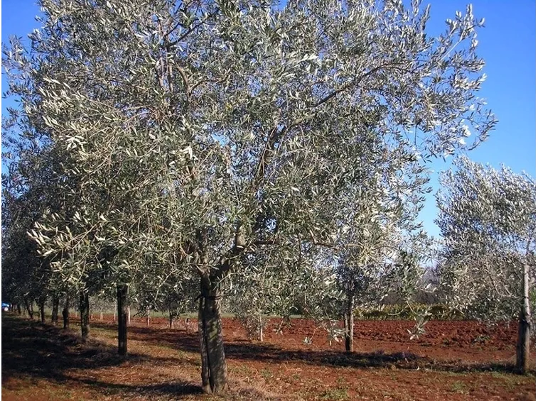 Olivo bianchera