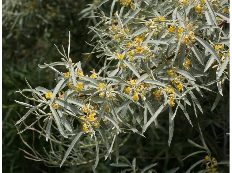 Fioritura dell'olivo di Boemia