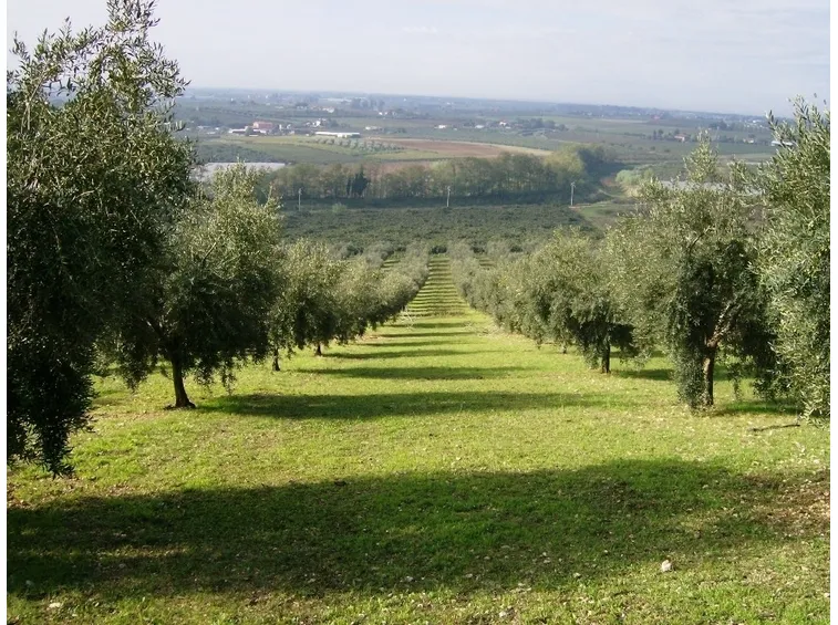 Colline pontine