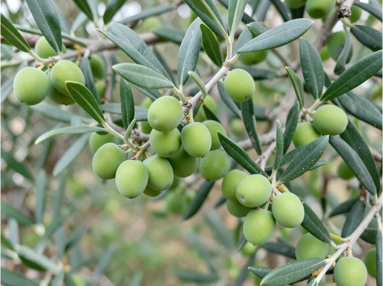 Olive Leccio