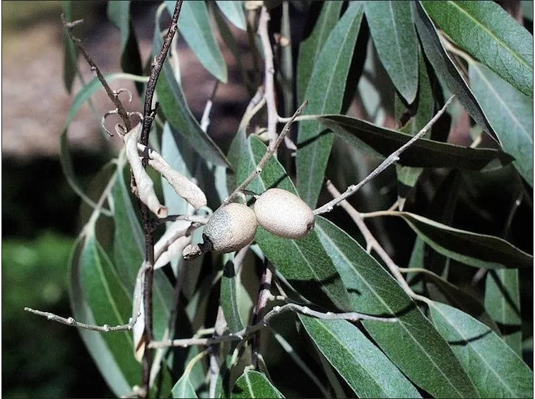 malattia dell'olivo