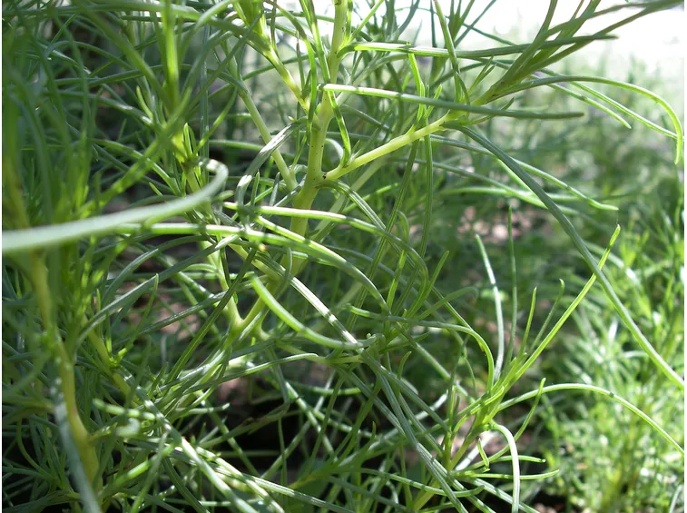 Agretti