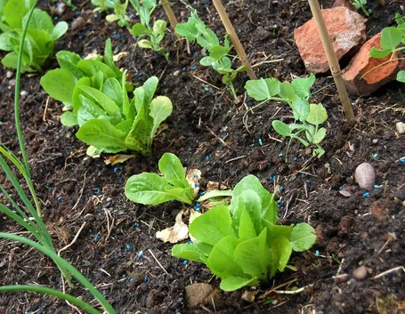 verdura biologica