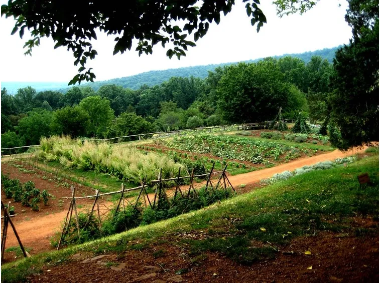 Giardino adibito ad orto