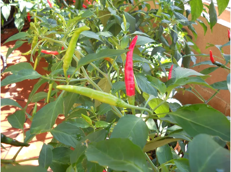 peperoncino thai dragon