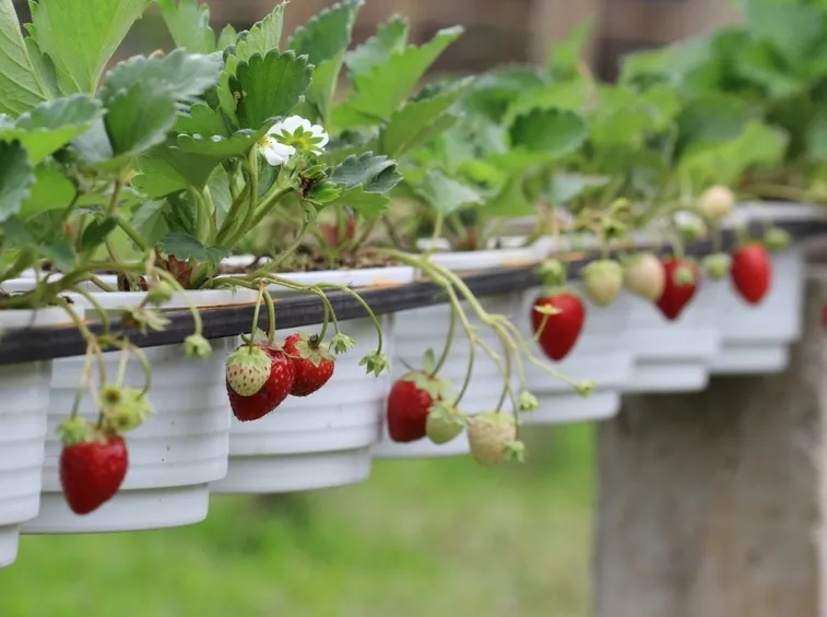 Coltivare fragole in serra