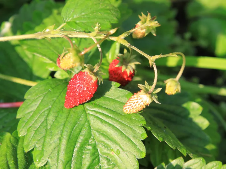 Coltivare fragole rampicanti
